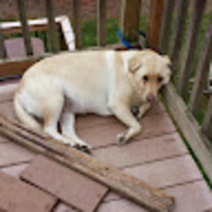 Meet your Posher, Doug